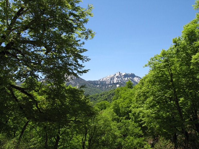 photo image