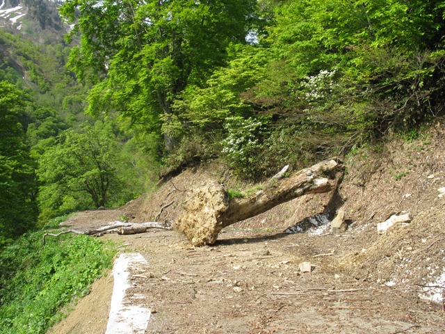 photo image