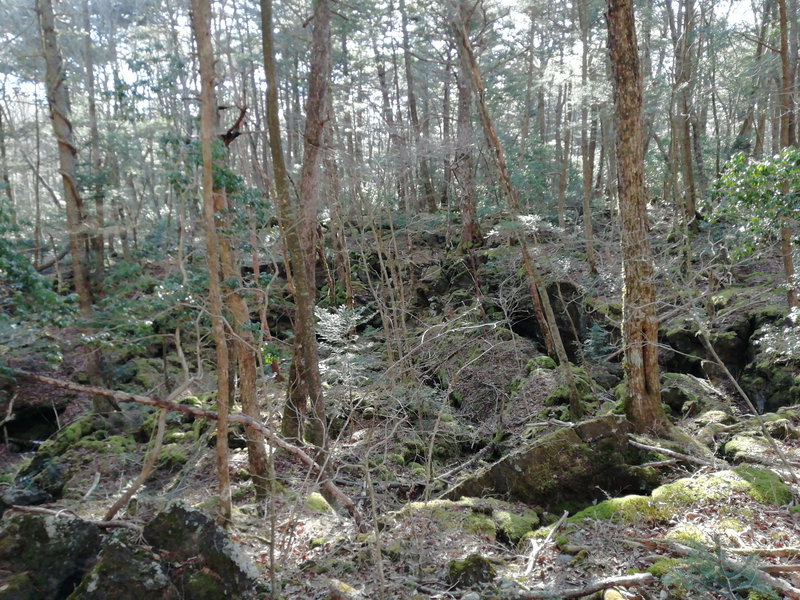photo image